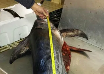 Pesca - Limiti di taglia minima