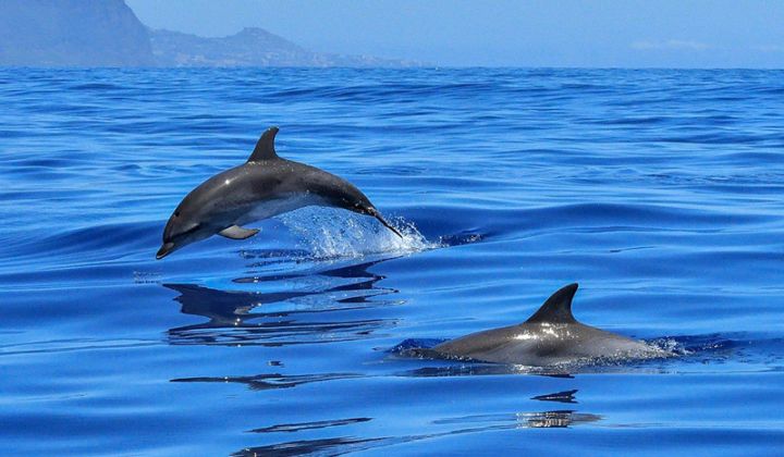 Area Marina Protetta Regno di Nettuno: Novità: La tappa ischitana